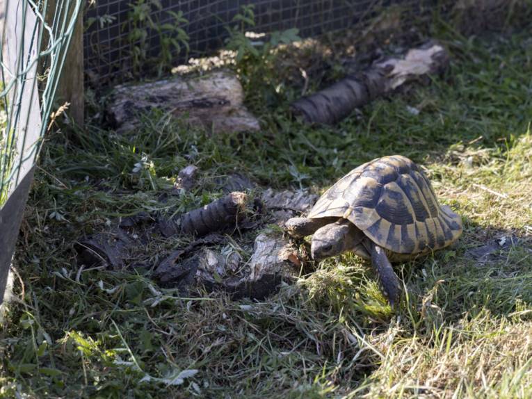 Schildkröte in einem eingefriedeten Bereich