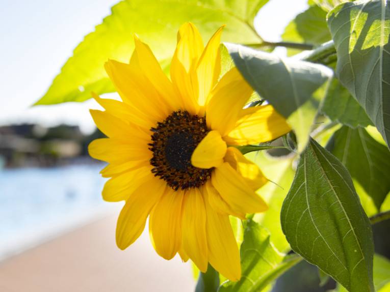 Sonnenblume