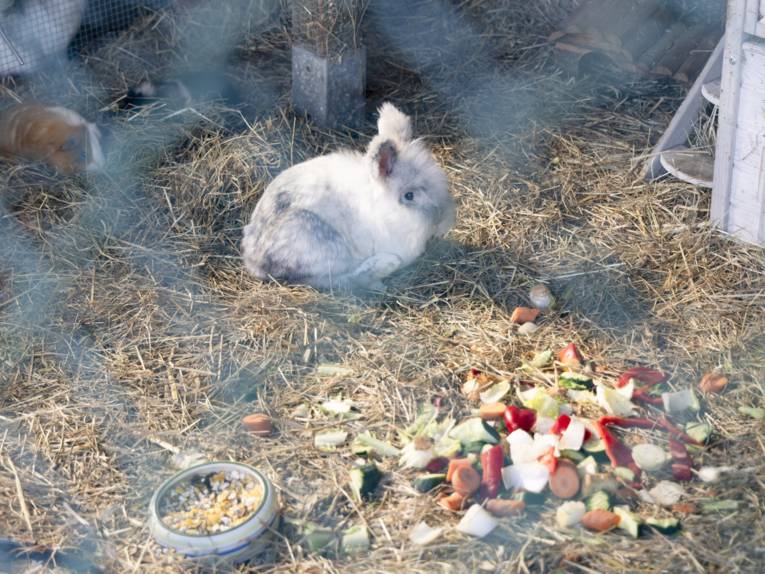 Eingefriedeter Bereich mit Gemüsestückchen, ein Kanninchen, ein Meerschweinchen