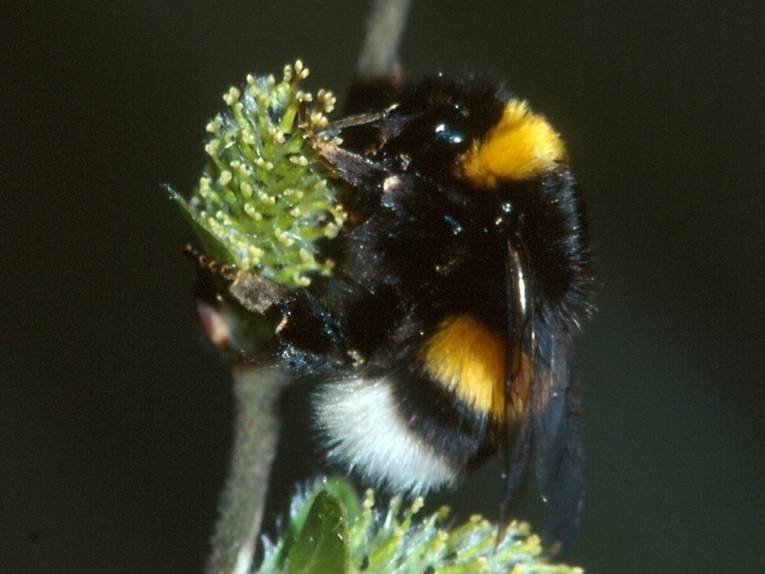 Erdhummel an einem Weidenkätzchen