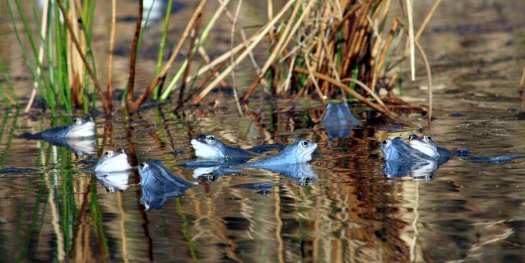 Blaue Frösche in einem Gewässer