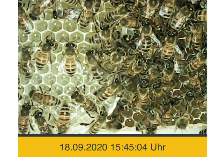 Ausschnitt, den eine Kamera erstellt hat. Dieser zeigt unzählige Bienen. 