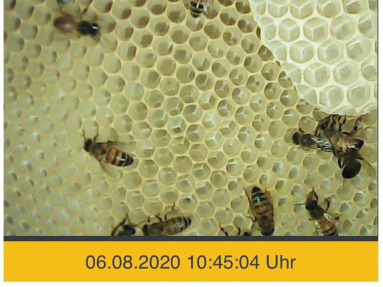 Aufnahme einer Kamera, die Bienen in einem Stock zeigt. 