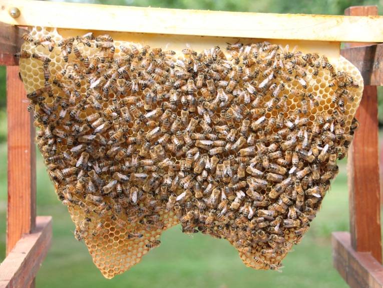 Bienen auf einer Wabe. 