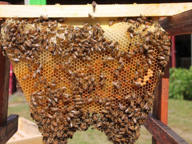 Bienen an einer Wabe.