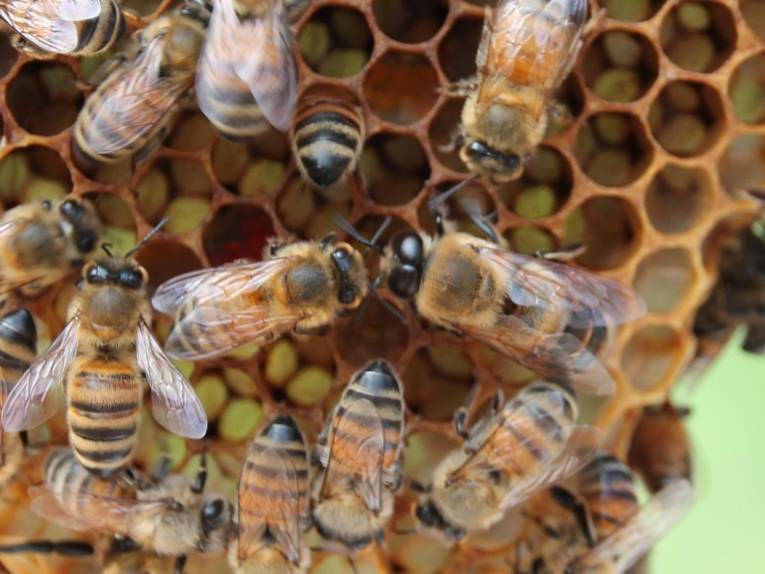 Bienen auf einer Wabe. 