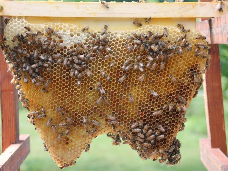 Bienen an einer Wabe.