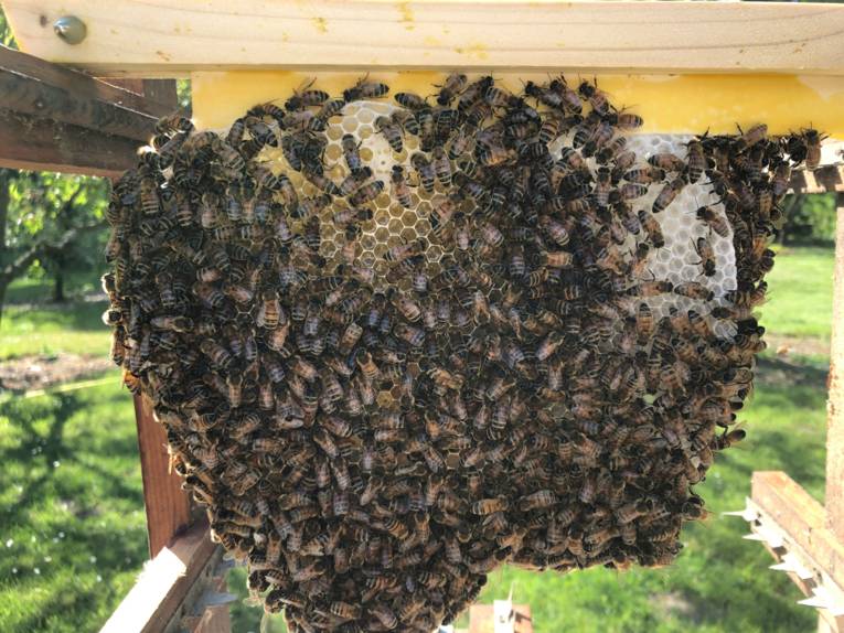 Wabe mit Bienen.