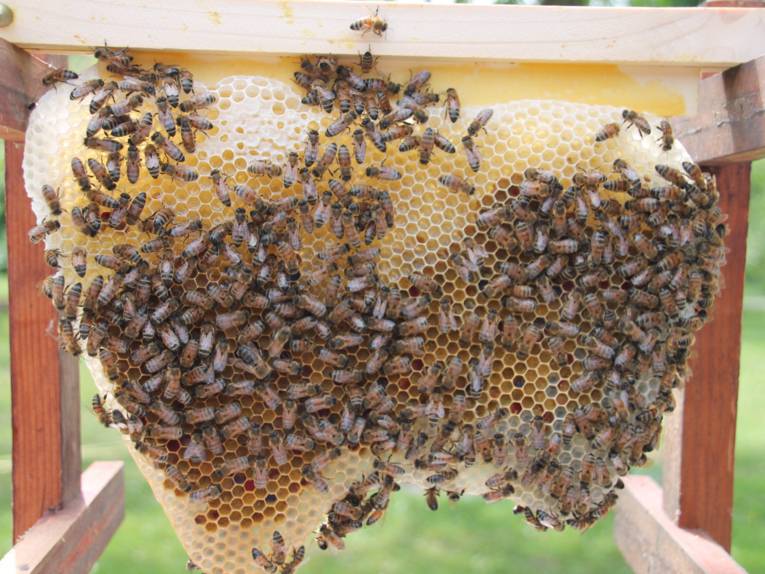 Wabe mit Bienen.