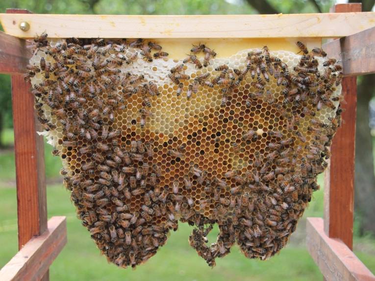 Bienen an einer Wabe.