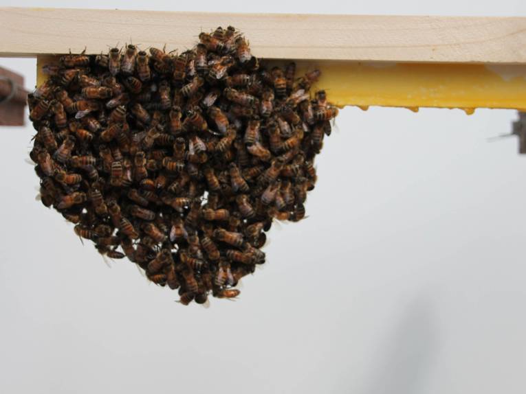 Bienen.