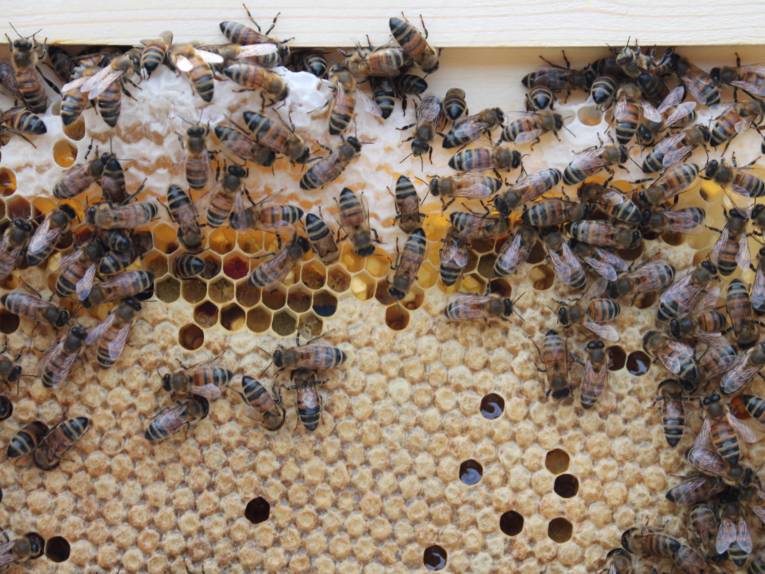 Wabe mit Bienen. 