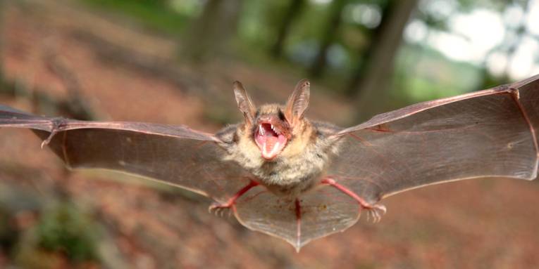 Eine Fledermaus fliegt mit ausgebreiteten Flügeln und aufgerissenem Maul im Wald.