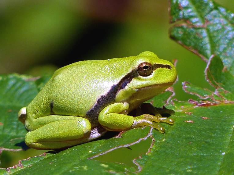 Ein grüner Laubfrosch sitzt auf einem grünen Blatt und nimmt ein Sonnenbad, seine Haut glänzt dabei im Sonnenschein.